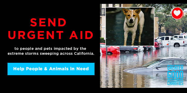 Deadly California Flooding: Help People and Pets Now