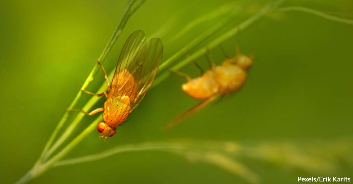 Fruit Fly Model Sheds Light on Alzheimer's
