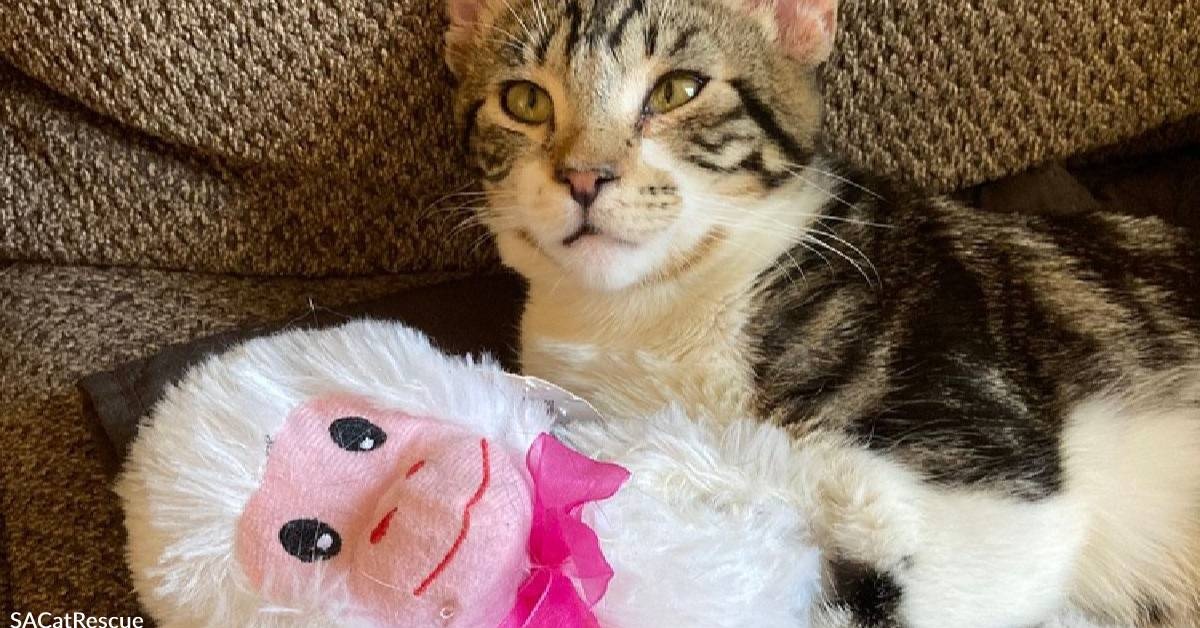 A Kitty Named Ozark Wants You!
