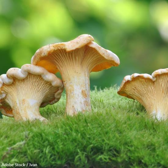 Mushroom Compound May Improve Memory