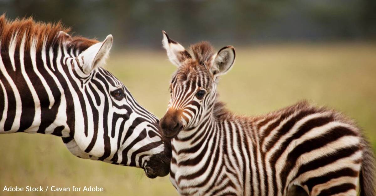 Fun Facts About Zebras