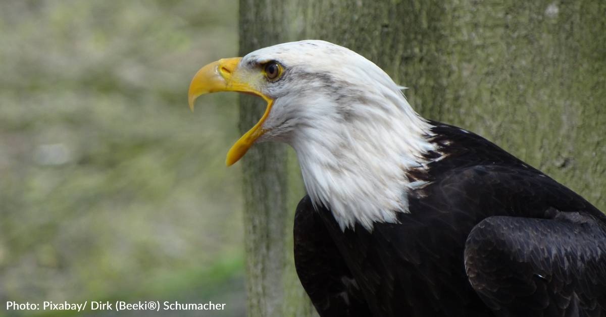 What Bald Eagles Actually Sound Like