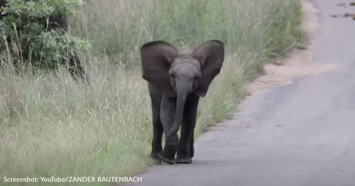 Baby Elephant Practices "Charging"