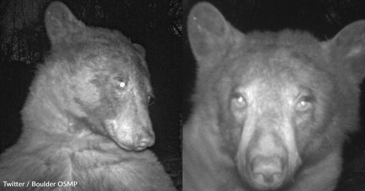 Bear Takes Selfies with Wildlife Camera