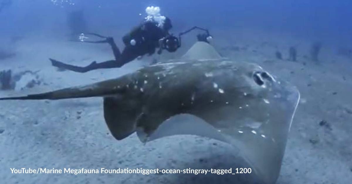 Scientists Tag Largest Existing Stingray