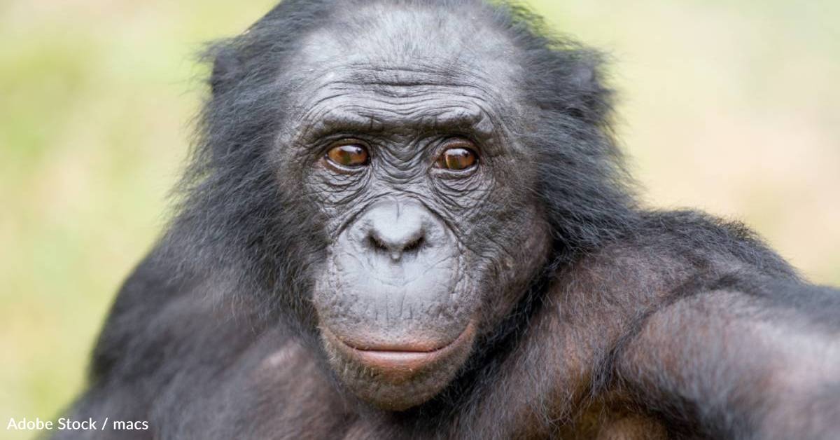 10 Facts About the Endangered Bonobo