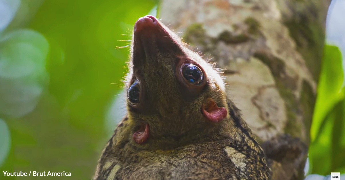 Learn About the Flying Colugo!