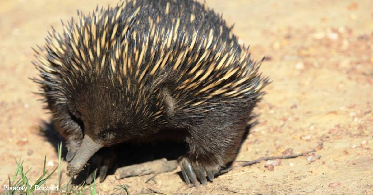 Echidna Finds Unique Ways to Stay Cool