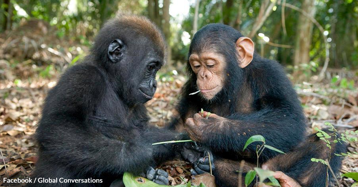 Gorillas and Chimps Benefit from Each Other