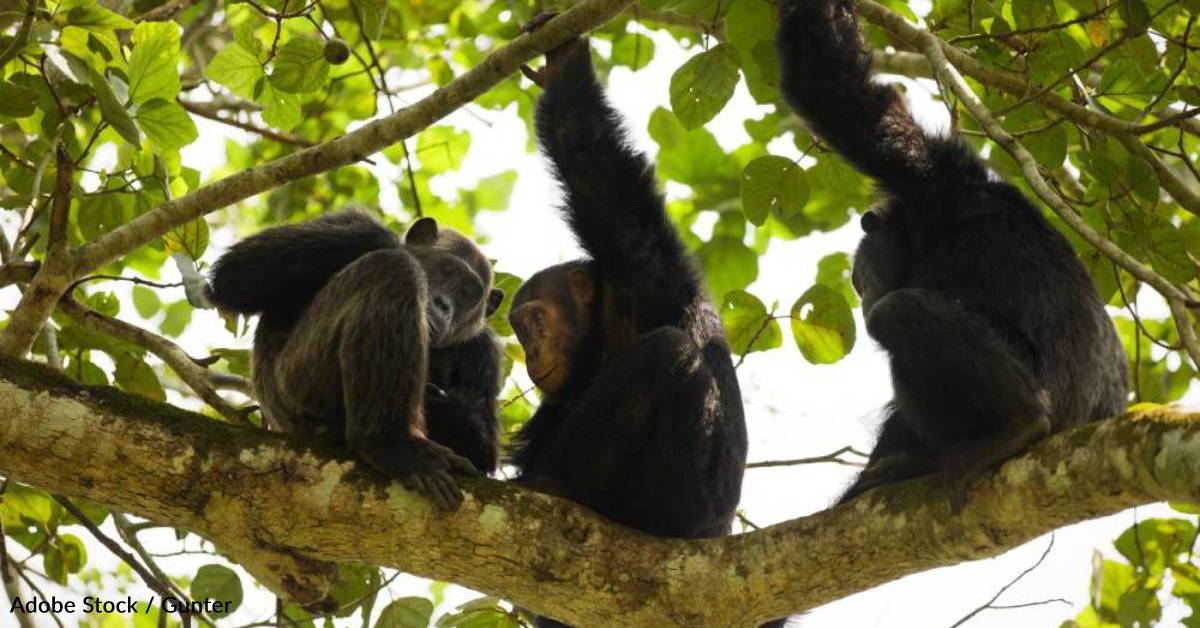 Humans Can Understand Ape Gestures