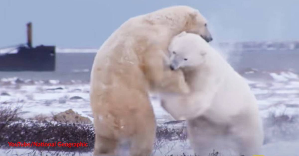 Check out the World's Polar Bear Capital