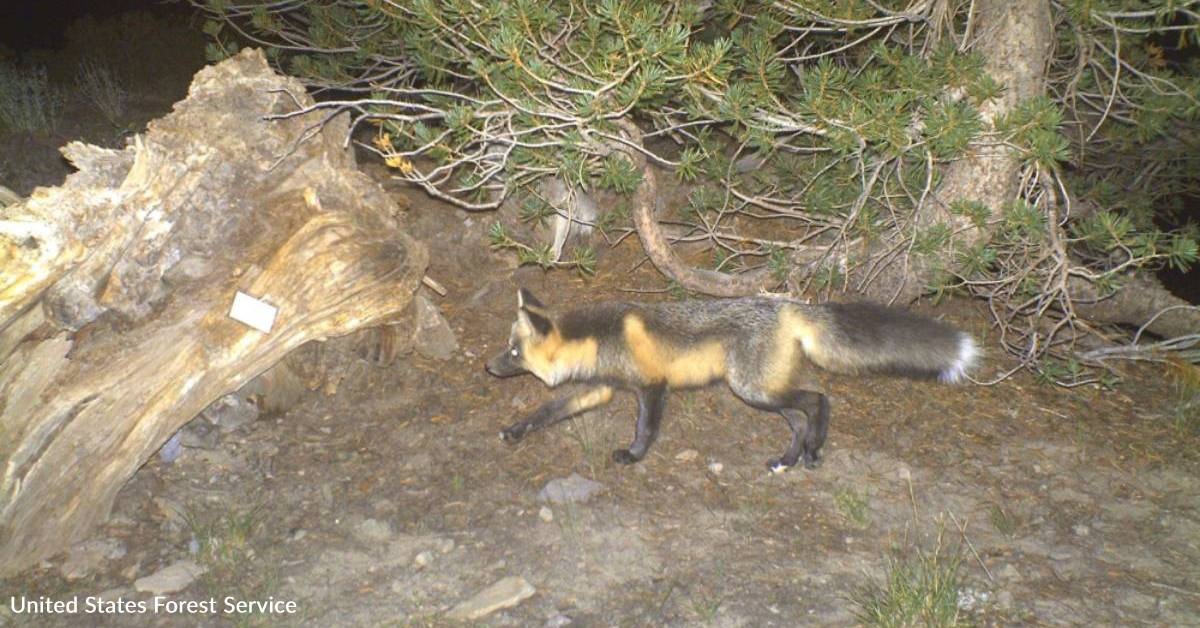 Endangered Fox Spotted in California