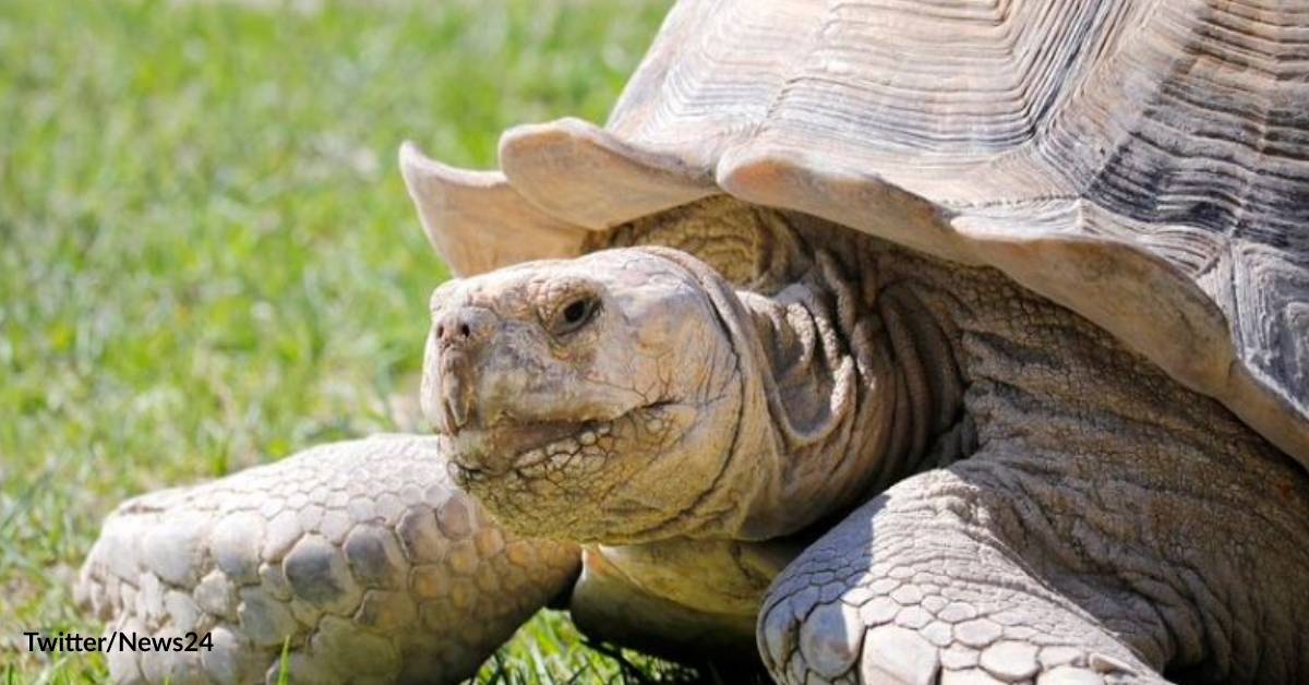 46 Endangered Tortoises Travel Home to Senegal