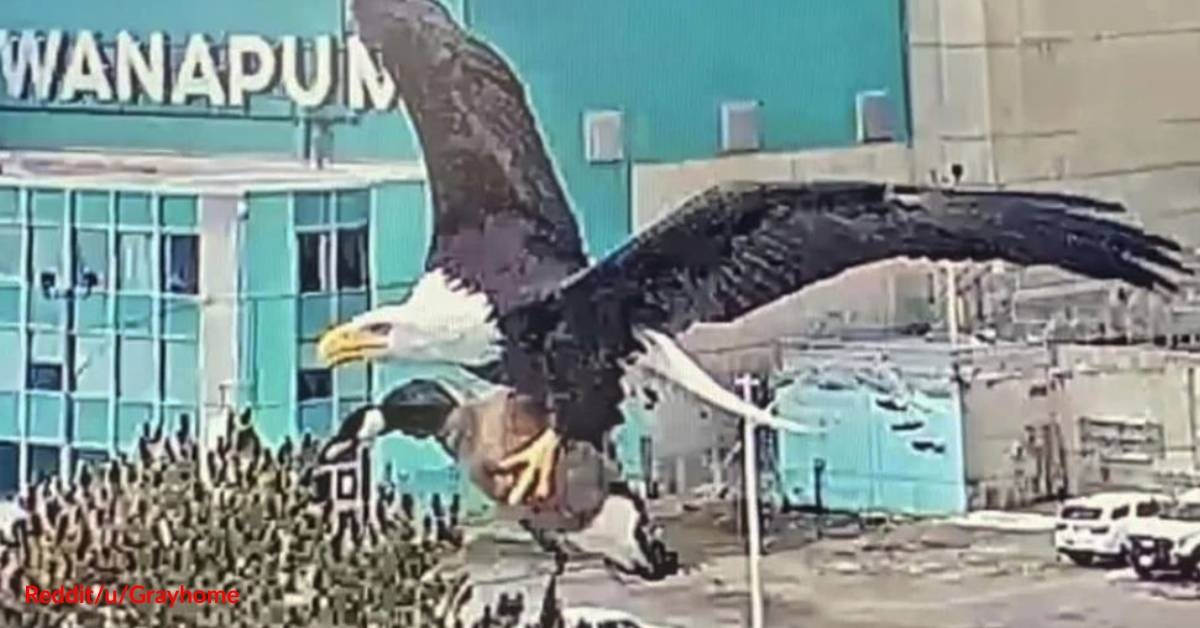 Bald Eagle Picks Up Entire Goose