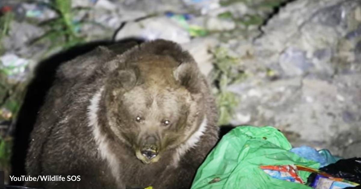 Bears Desperate Enough to Eat Trash