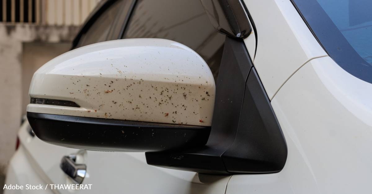 Fewer Bugs 'Splatting' on License Plates