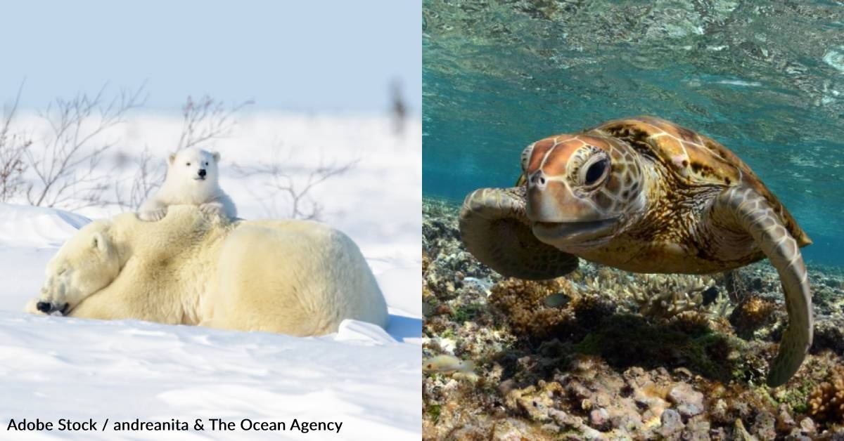 PFAS Found in 330 Wildlife Species