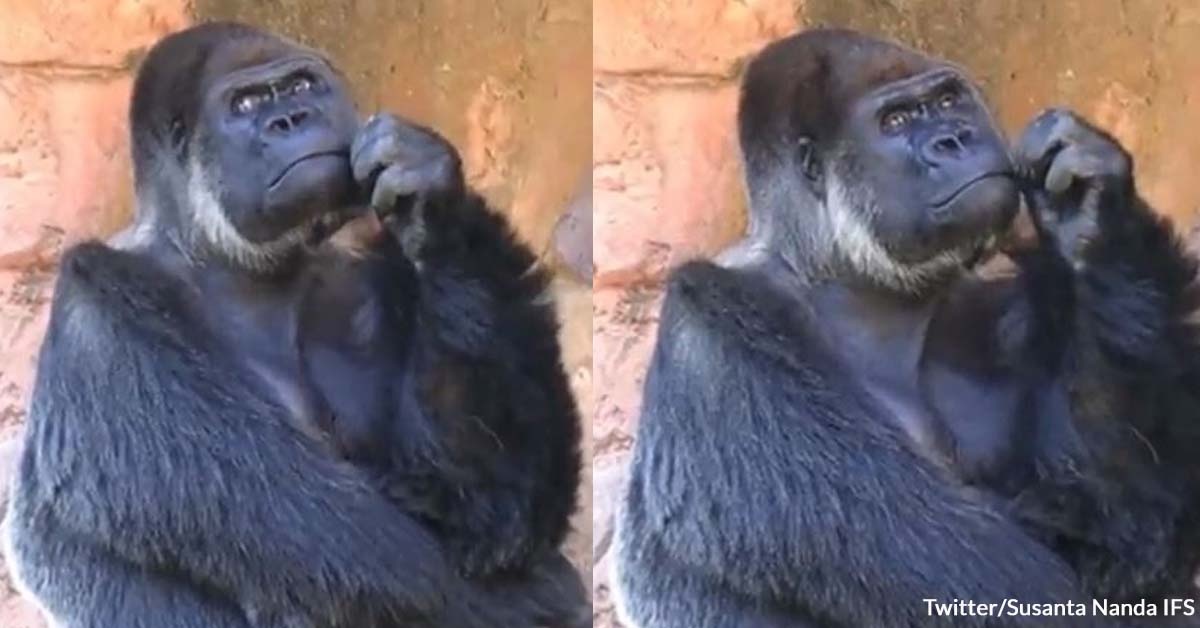 Gorilla Caught Lost in Thought