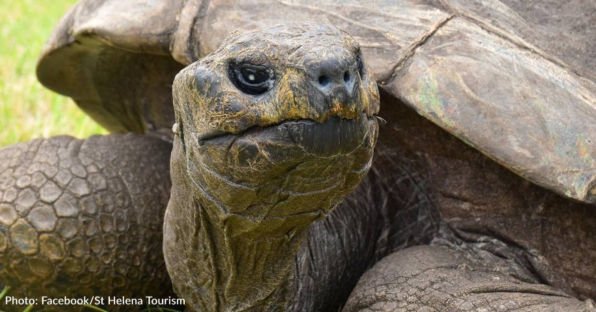 World's Oldest Giant Tortoise Turns 190