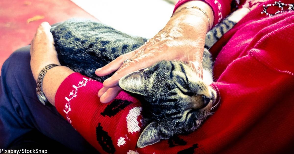 Nonprofit Finds Homes for Pets of Elderly