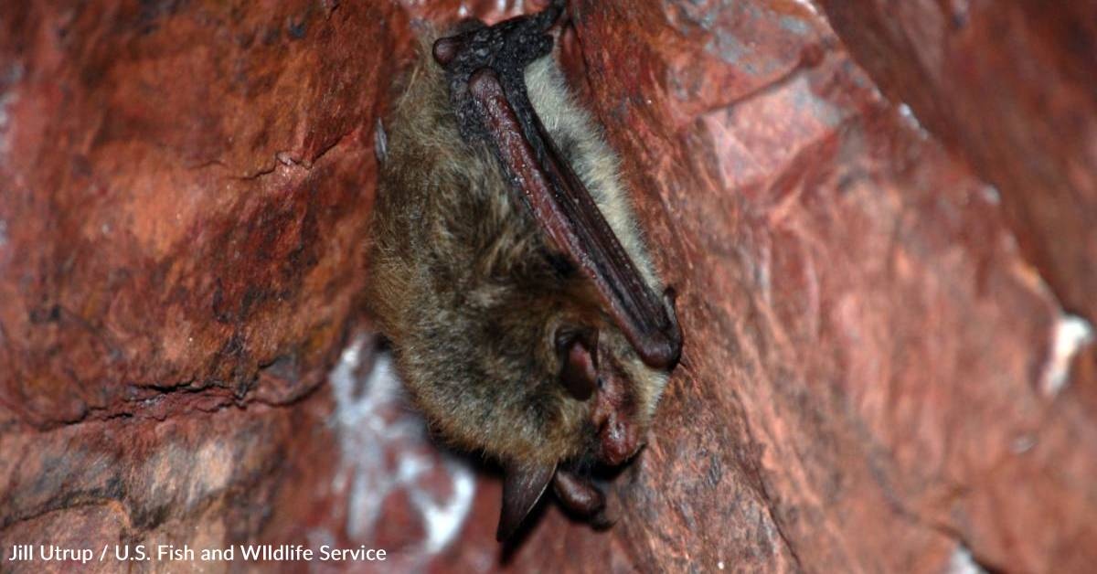 Northern Long-Eared Bat Endangered