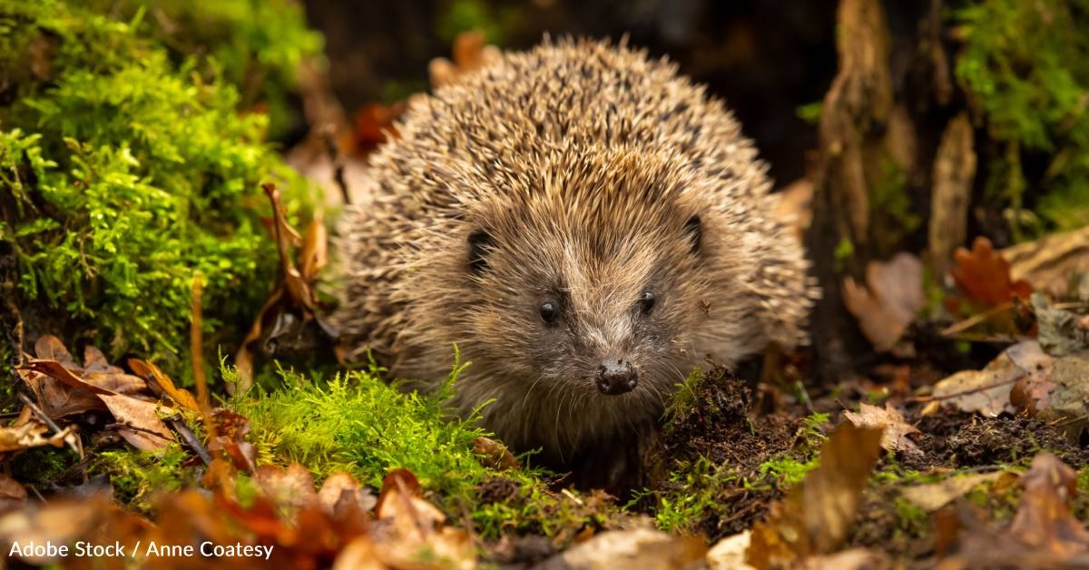 Oldest European Hedgehog Found