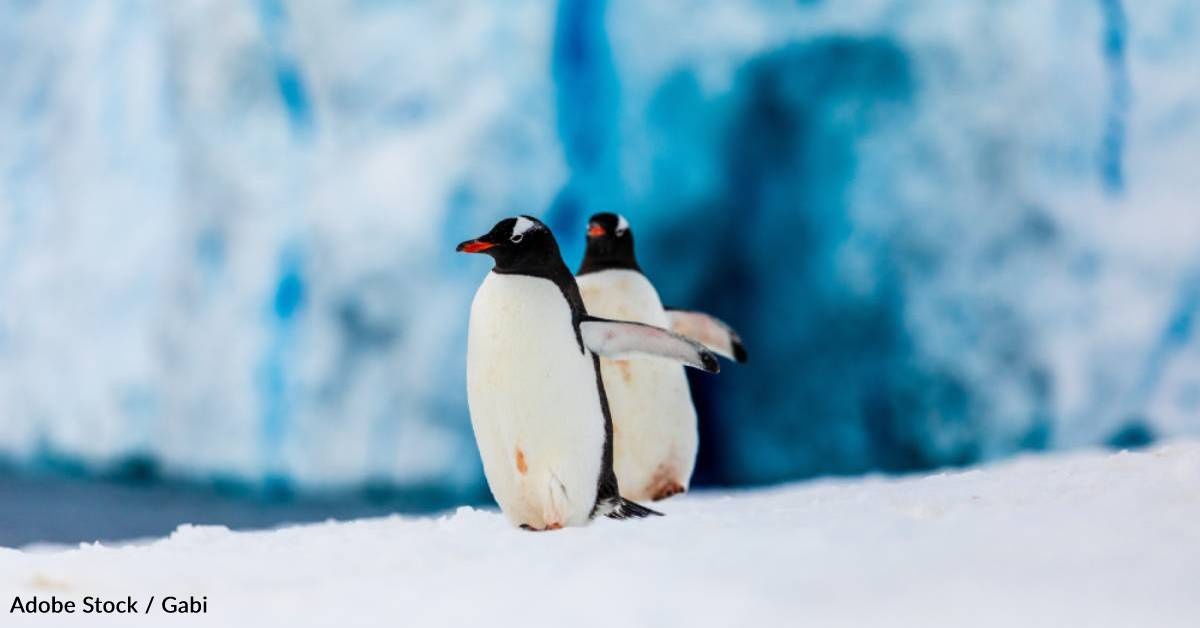 Fun Facts About Penguins