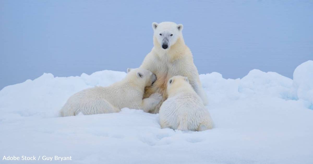 Interesting Facts About Polar Bears