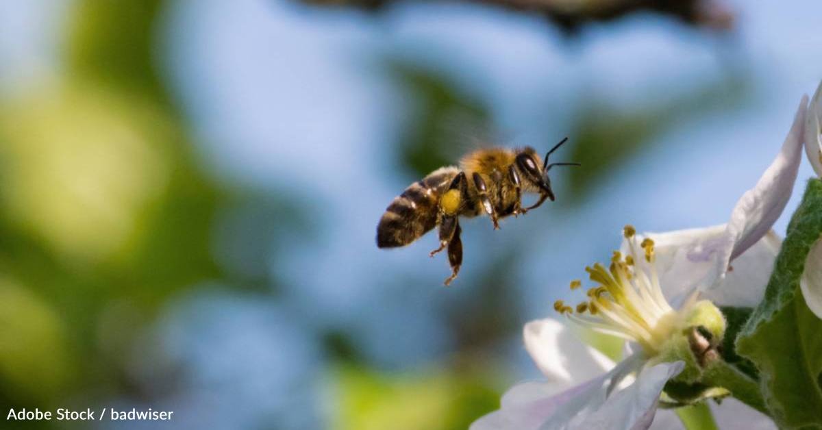 Pollinator Loss Impacting Global Health