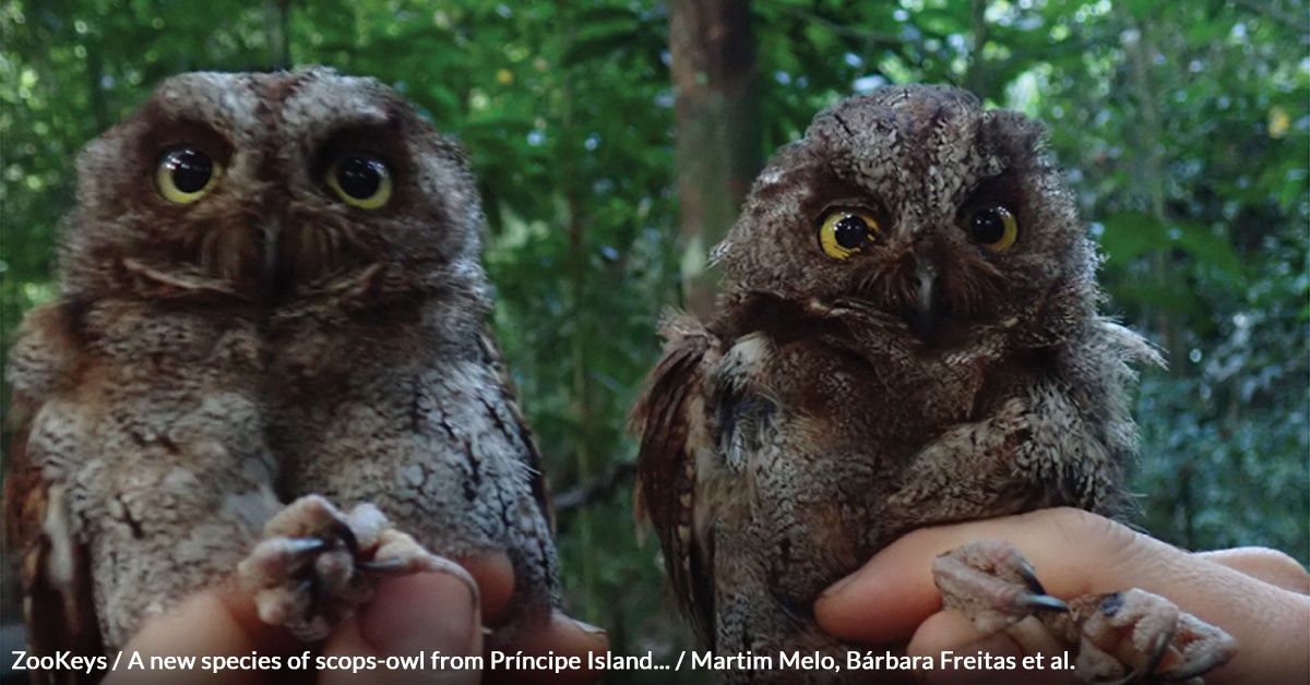 Gorgeous New Owl Species Identified