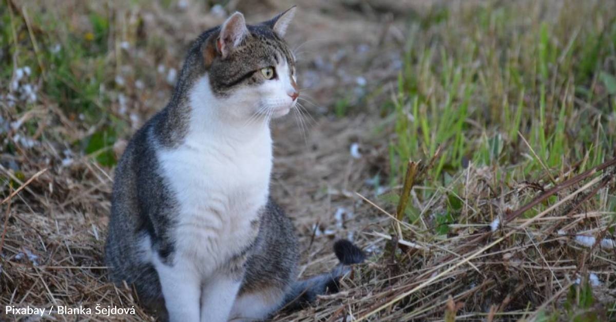 Complex Stray Finds Home with Tenants