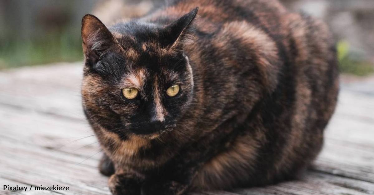 Feral Cat Transforms Into Needy Love Bug