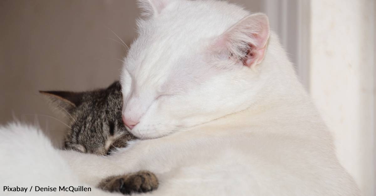 Two Senior Cats Fall in Love
