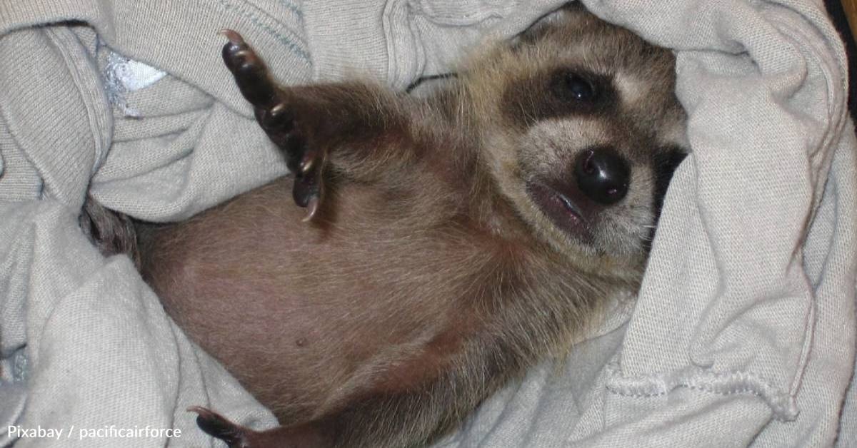 Orphaned Raccoon Babies Rescued