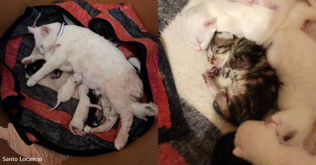 Neighbors Help Abandoned Pregnant Cat