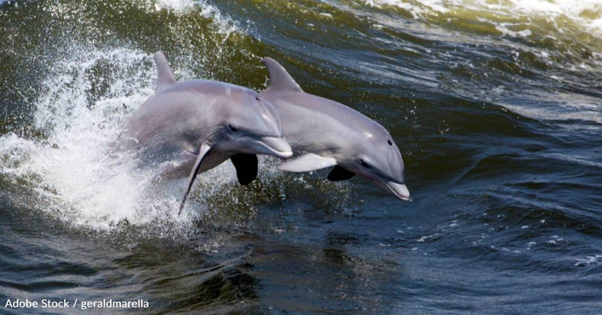 Dolphin Brains Show Signs of Alzheimer's