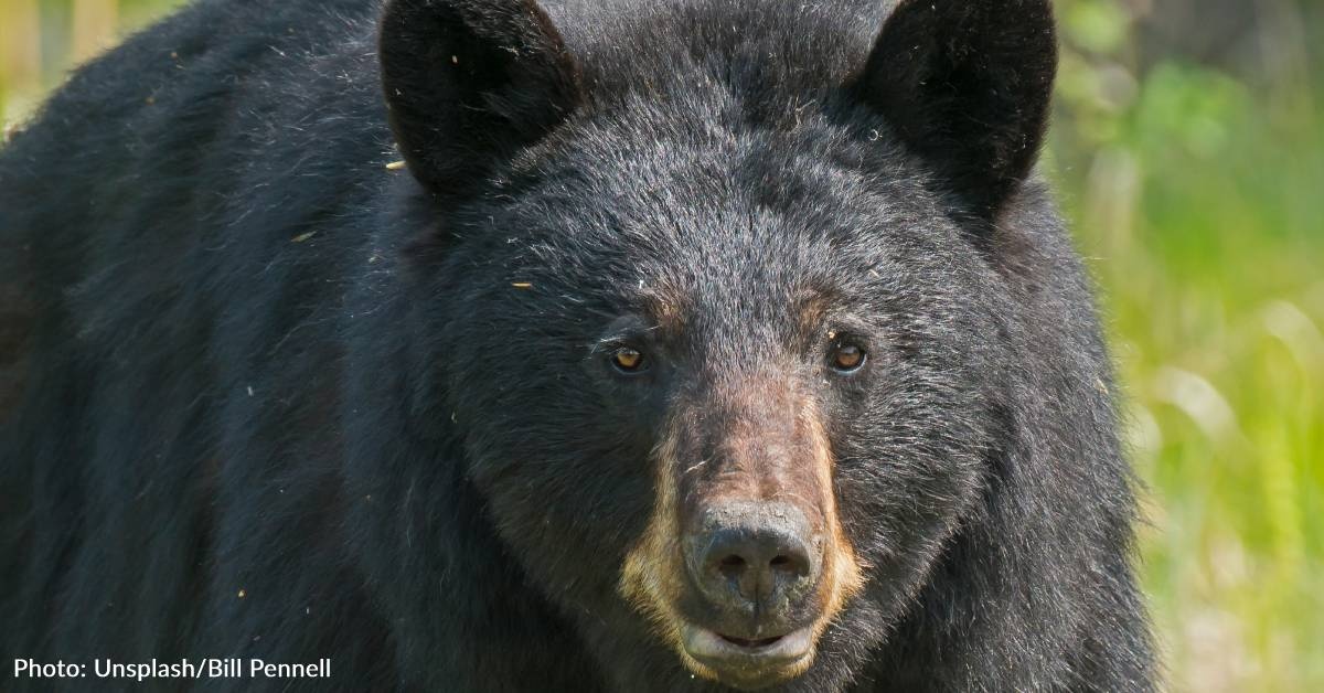 400 Bear Selfies Found On Wildlife Camera