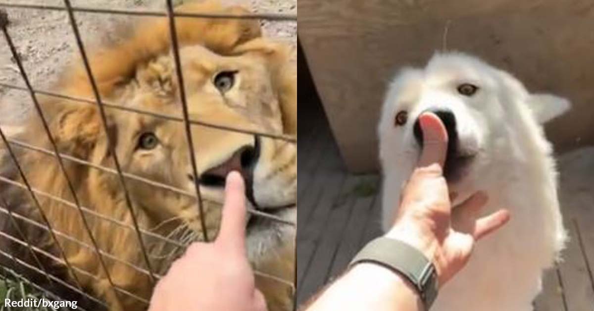 These Big Cats Don't Mind Nose Boops
