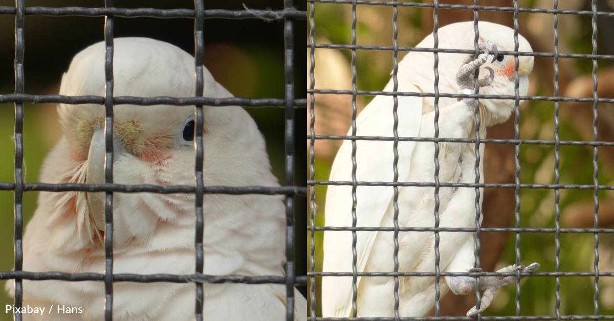 Goffin's Cockatoos Can Use Tool Sets