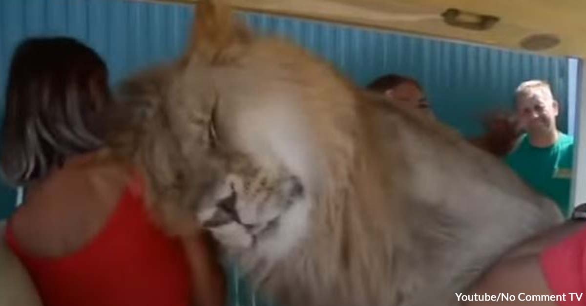 Lion Greets People with Hugs