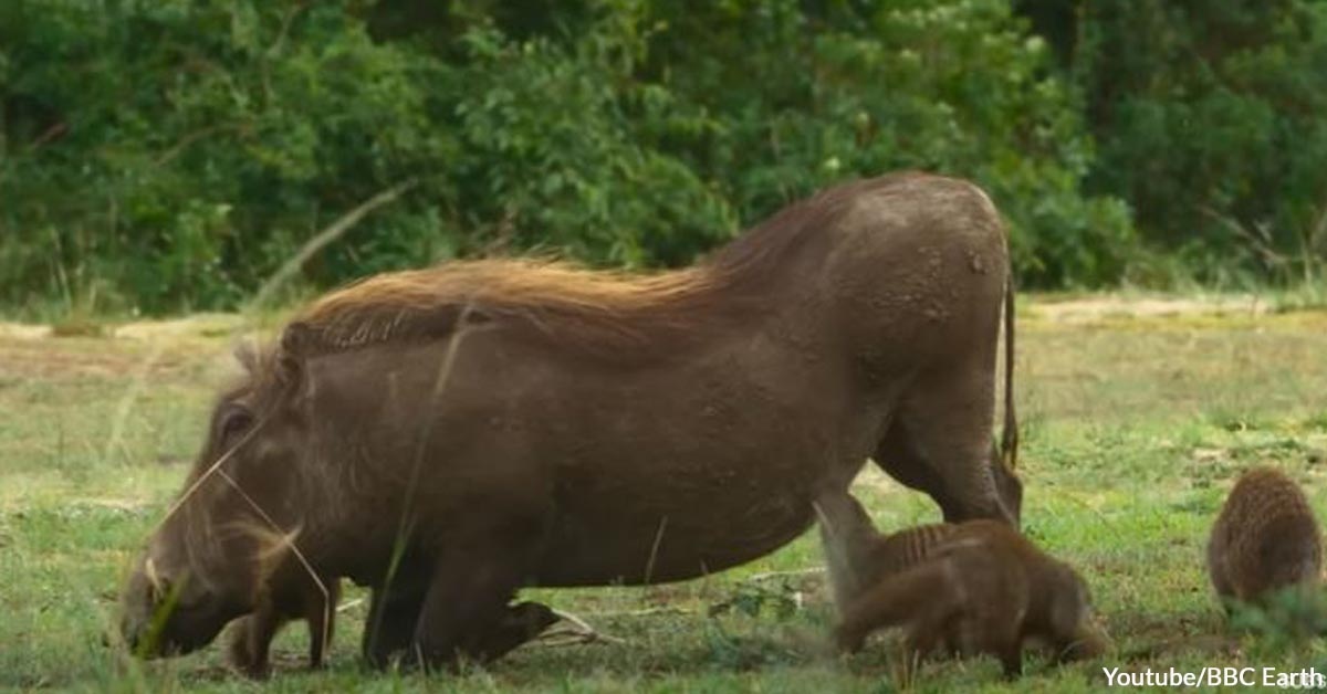 Cute Relationship: Mongooses and Warthogs
