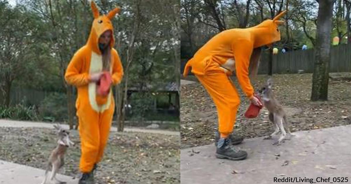 Volunteers Teach Joeys How to Hop