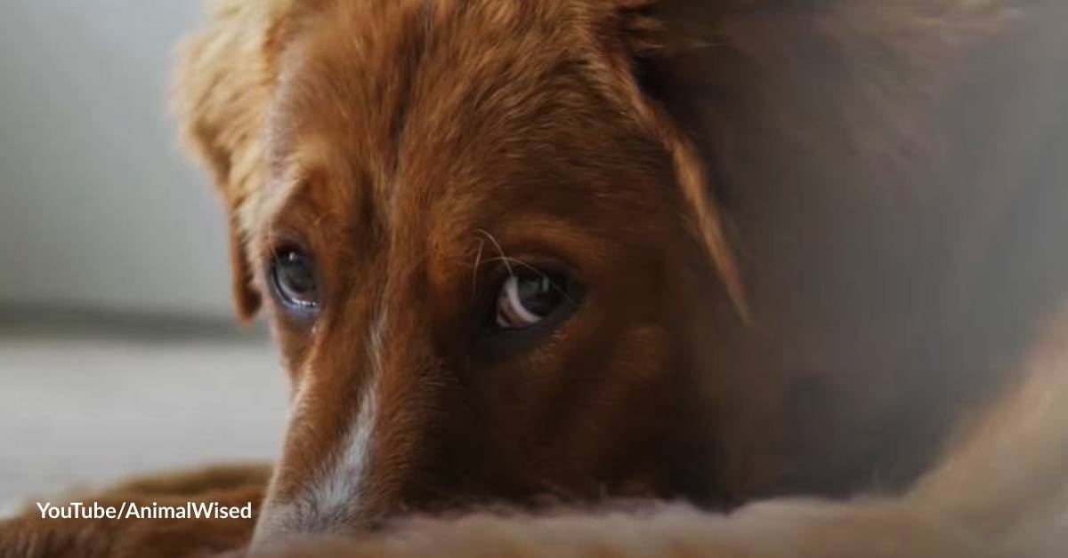 Can Dogs Be Depressed When Friends Die?