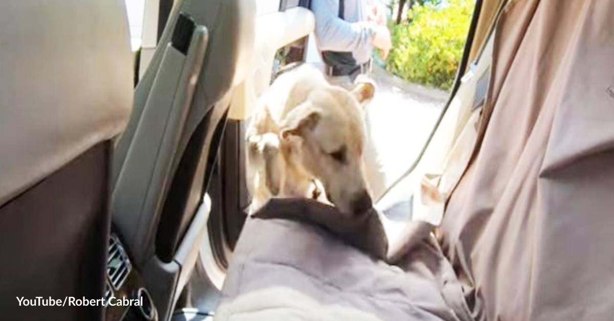 How to Help a Dog Who Fears Car Rides