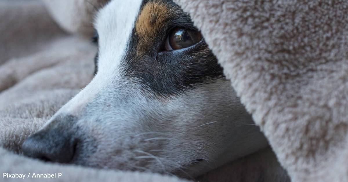 Dogs with Dementia Have Sleep Issues
