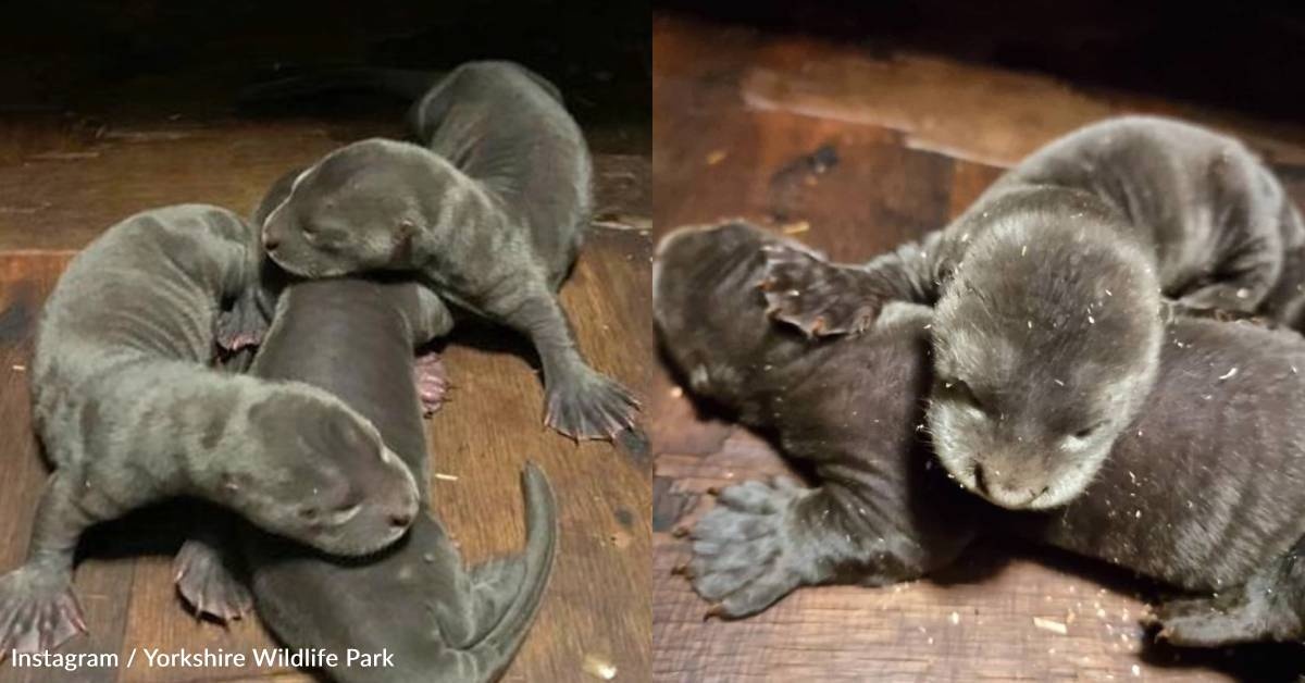Endangered Giant Otter Triplets Born