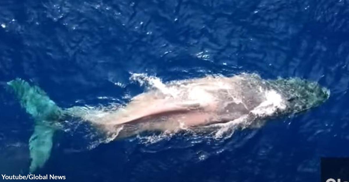 Whale Migrates Hundreds of Miles with Spinal Injury
