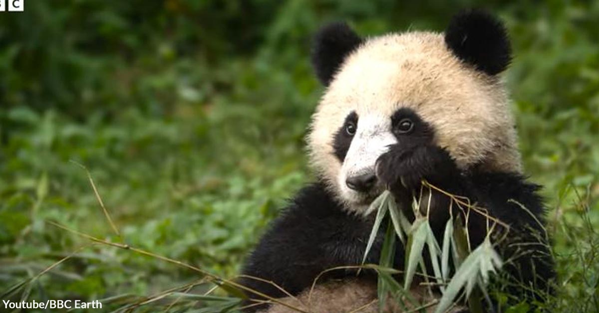 Mama Panda Teaches Cub to Eat Bamboo