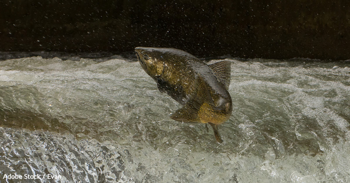 Protect the Chinook Salmon