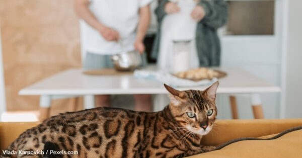 Signs Your Bengal Has a Neurological Issue